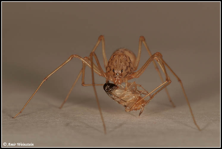 Scytodes thoracica - Scytodes sp.